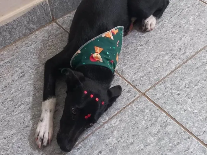 Cachorro ra a SRD-ViraLata idade 2 a 6 meses nome Pretinha