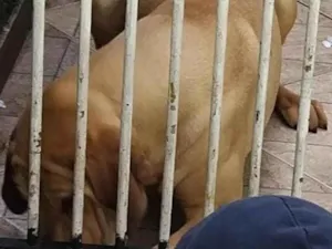 Cachorro raça Fila idade 1 ano nome Hulk