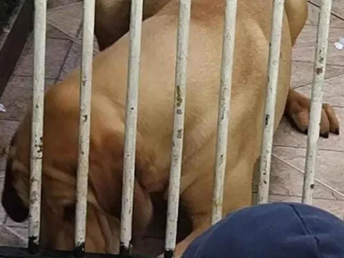 Cachorro ra a Fila idade 1 ano nome Hulk