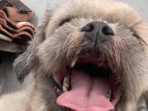 Cachorro raça Shitzu idade 6 ou mais anos nome Luck