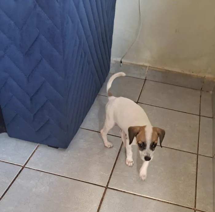 Cachorro ra a SRD-ViraLata idade 2 a 6 meses nome Lili