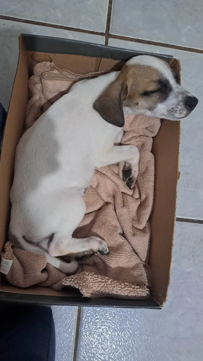 Cachorro ra a SRD-ViraLata idade 2 a 6 meses nome Lili