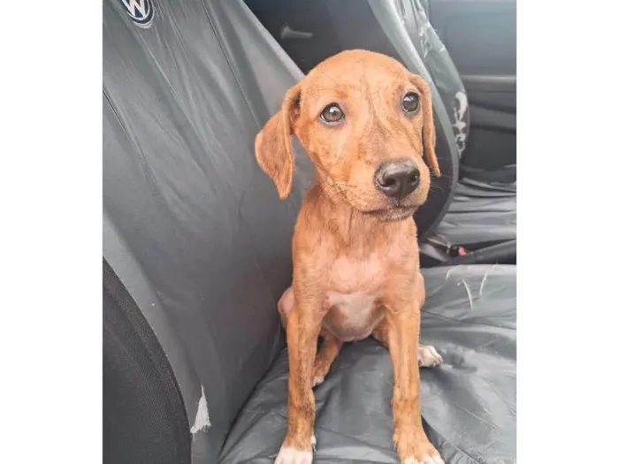 Cachorro ra a SRD-ViraLata idade 2 a 6 meses nome Mel