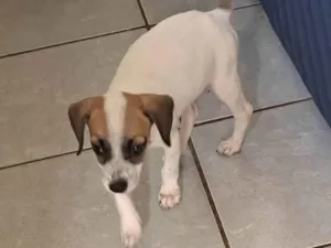 Cachorro raça SRD-ViraLata idade 2 a 6 meses nome Lili