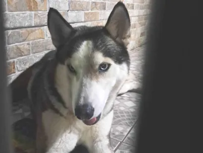 Cachorro raça Husky Siberiano idade 7 a 11 meses nome Husky Siberiano 