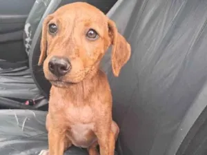 Cachorro raça SRD-ViraLata idade 2 a 6 meses nome Mel