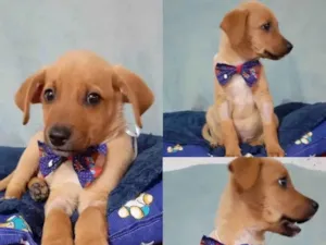 Cachorro raça SRD-ViraLata idade 2 a 6 meses nome Nick 