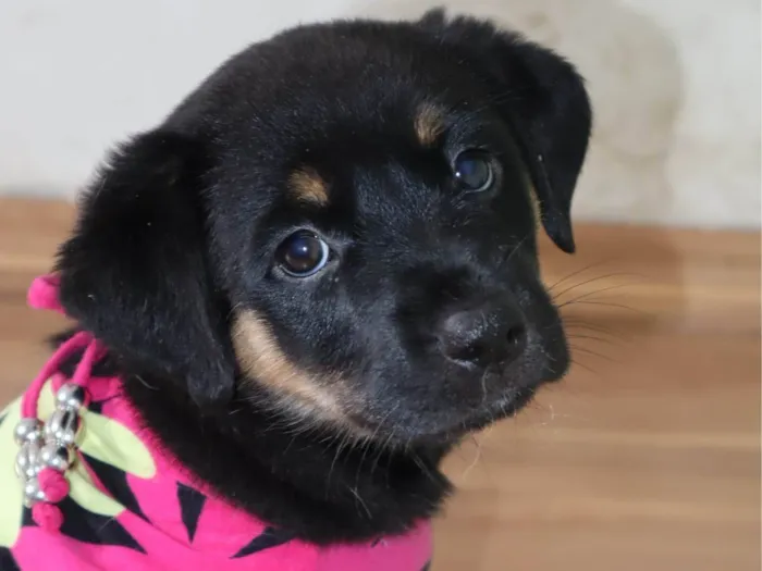 Cachorro ra a SRD-ViraLata idade Abaixo de 2 meses nome Quimm