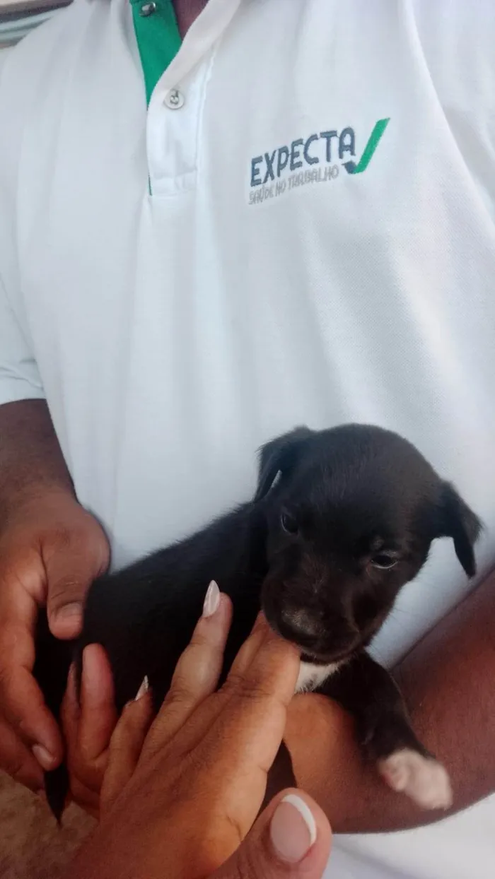 Cachorro ra a SRD-ViraLata idade 2 a 6 meses nome Foguinho 