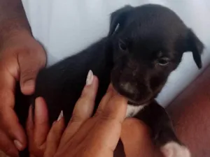 Cachorro raça SRD-ViraLata idade 2 a 6 meses nome Foguinho 