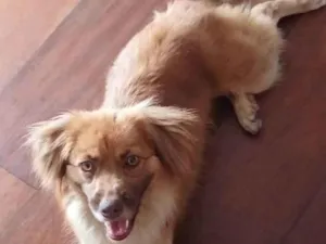 Cachorro raça SRD-ViraLata idade 1 ano nome Mila