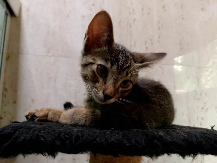 Gato ra a SRD-ViraLata idade 2 a 6 meses nome Éris