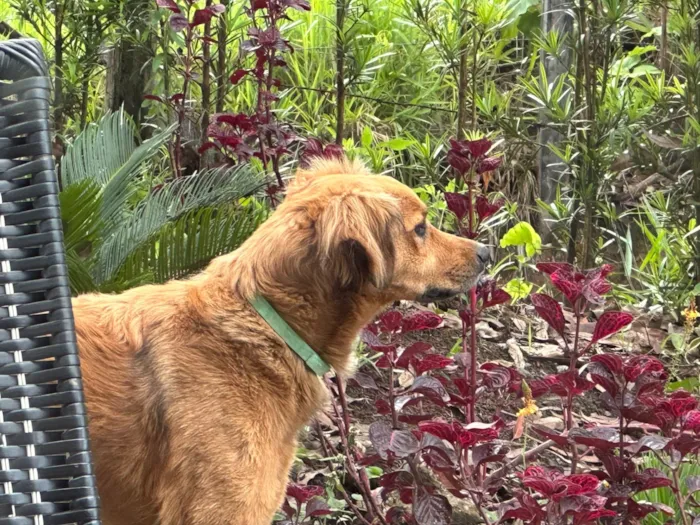 Cachorro ra a SRD-ViraLata idade 5 anos nome Pemba (Invencível) 