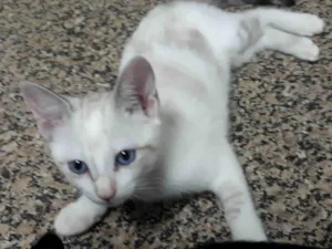 Gato raça SRD-ViraLata idade 2 a 6 meses nome Silvia