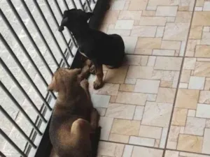 Cachorro raça SRD-ViraLata idade 2 a 6 meses nome Sem nome 