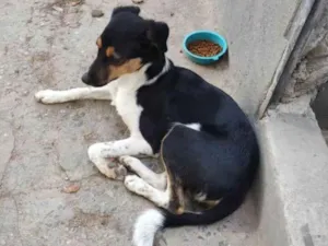 Cachorro raça SRD-ViraLata idade 1 ano nome Safira 