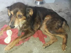 Cachorro raça SRD-ViraLata idade 6 ou mais anos nome Crixus