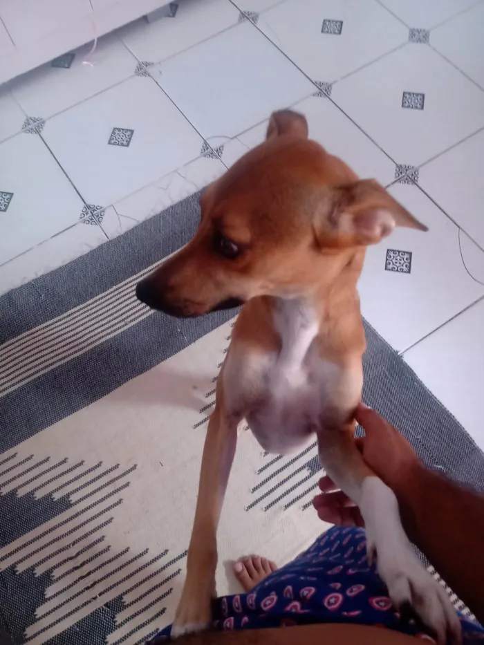 Cachorro ra a SRD-ViraLata idade 2 anos nome MELISSA