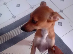 Cachorro raça SRD-ViraLata idade 2 anos nome MELISSA