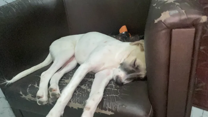 Cachorro ra a SRD-ViraLata idade 7 a 11 meses nome Magie 