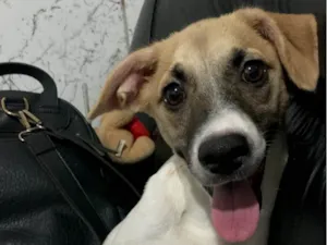 Cachorro raça SRD-ViraLata idade 7 a 11 meses nome Magie 