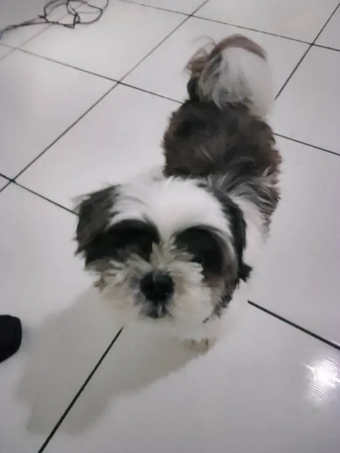 Cachorro ra a Shitzu idade 6 ou mais anos nome Wisk 