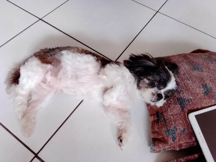 Cachorro ra a Shitzu idade 6 ou mais anos nome Wisk 