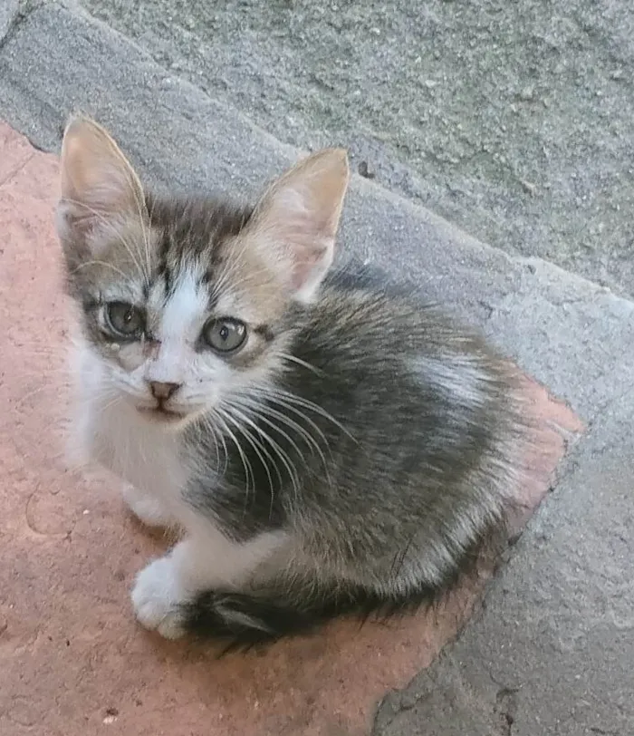 Gato ra a SRD-ViraLata idade 2 a 6 meses nome Tito, tigrinho faísca 