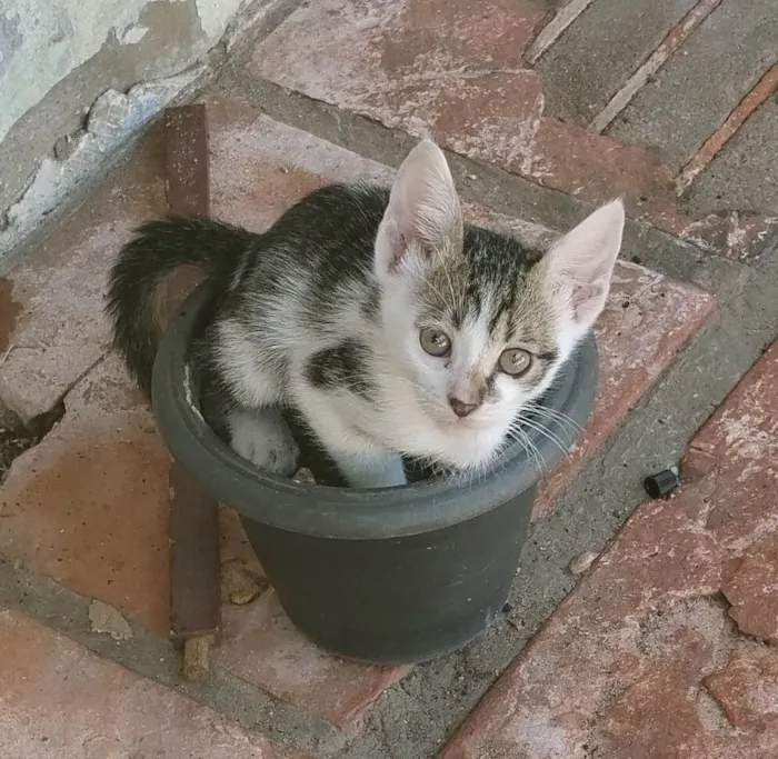 Gato ra a SRD-ViraLata idade 2 a 6 meses nome Tito, tigrinho faísca 