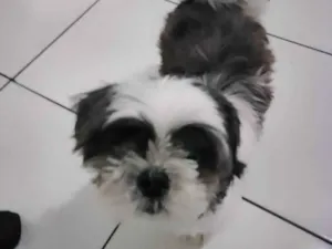 Cachorro raça Shitzu idade 6 ou mais anos nome Wisk 