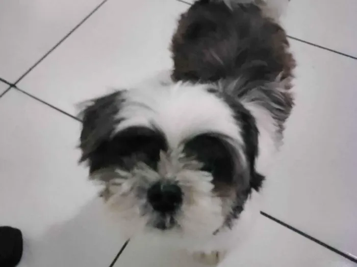 Cachorro ra a Shitzu idade 6 ou mais anos nome Wisk 