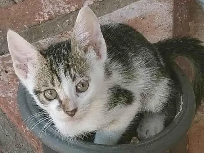 Gato ra a SRD-ViraLata idade 2 a 6 meses nome Tito, tigrinho faísca 