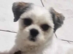 Cachorro raça Shitzu idade 7 a 11 meses nome Luan 