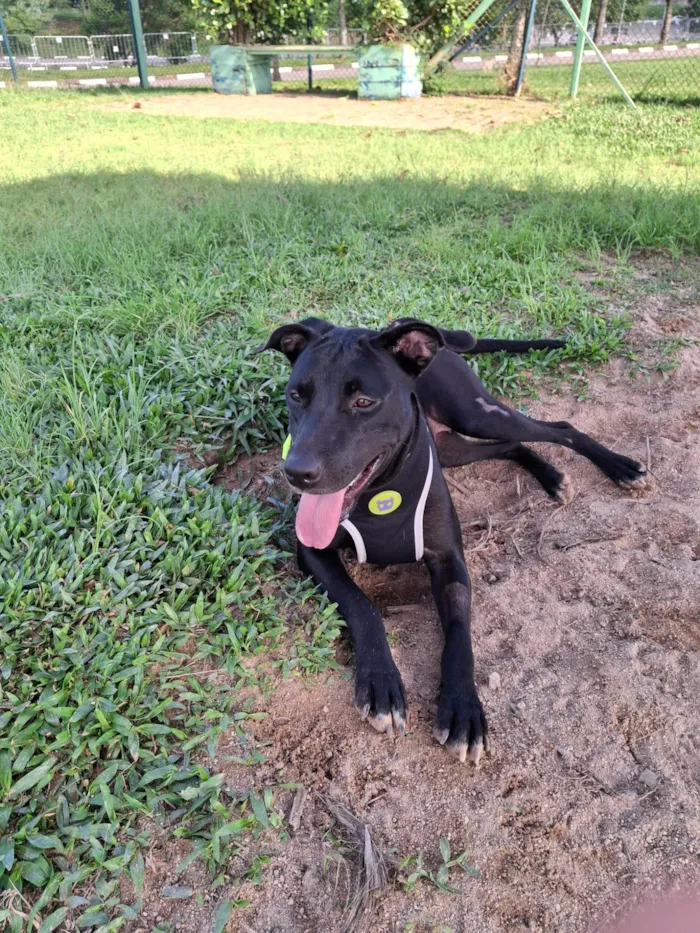 Cachorro ra a SRD-ViraLata idade 2 anos nome GLORIA 