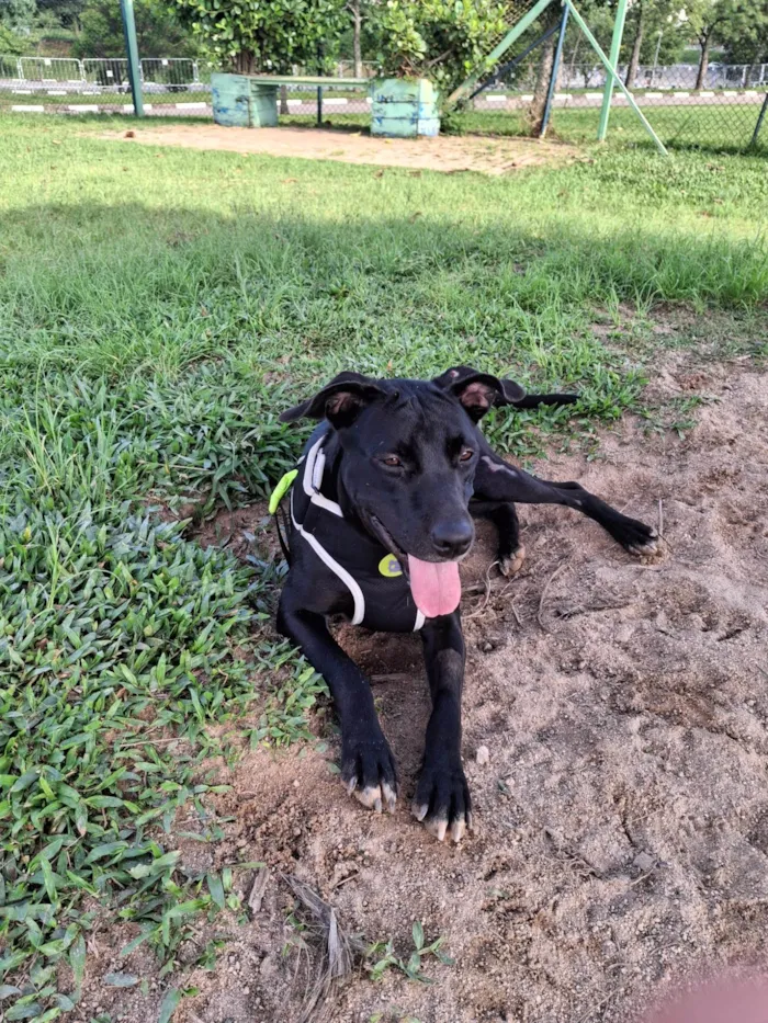 Cachorro ra a SRD-ViraLata idade 2 anos nome GLORIA 