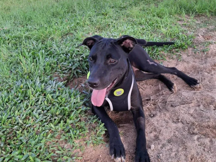 Cachorro ra a SRD-ViraLata idade 2 anos nome GLORIA 