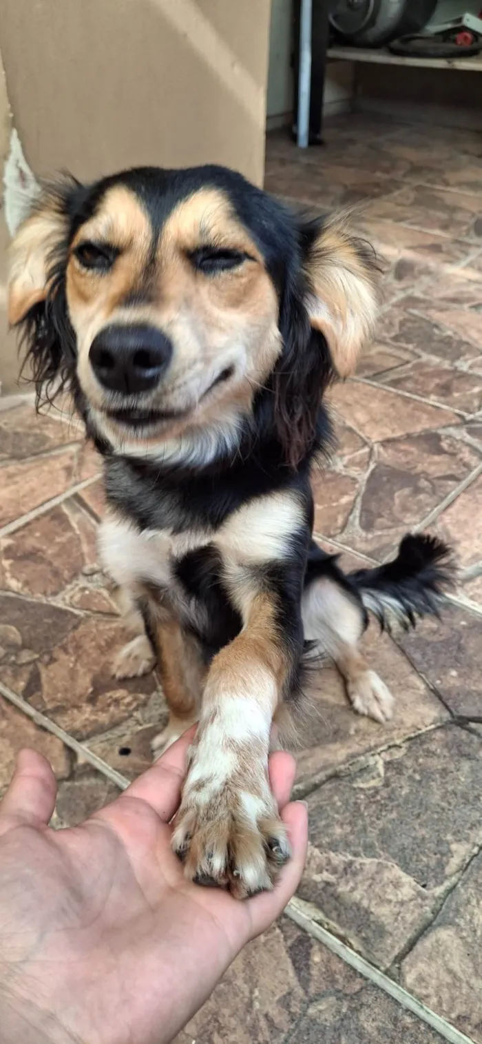 Cachorro ra a SRD-ViraLata idade 1 ano nome Bela 