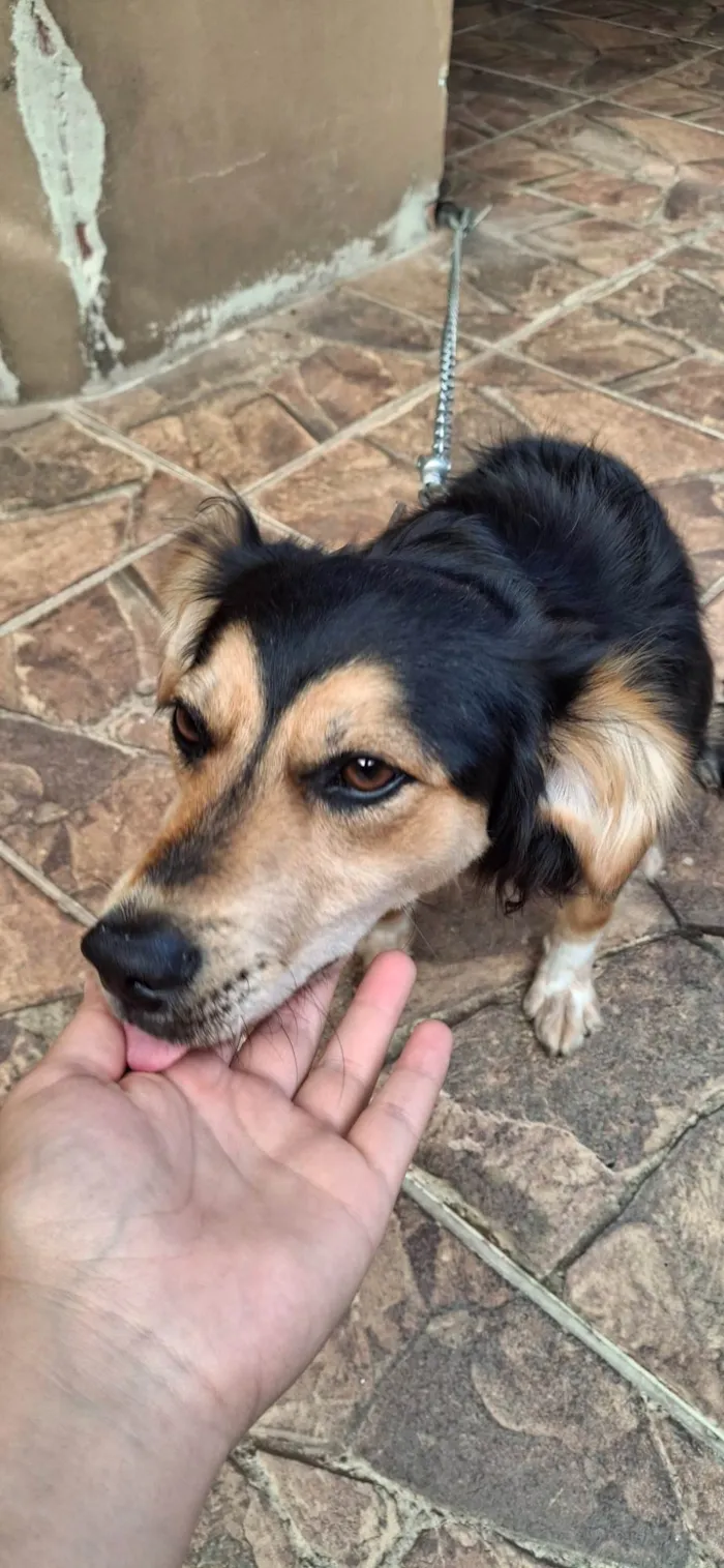 Cachorro ra a SRD-ViraLata idade 1 ano nome Bela 