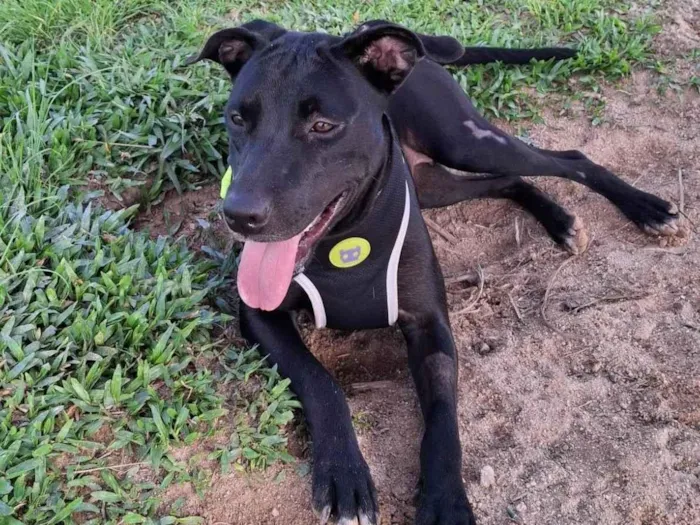 Cachorro ra a SRD-ViraLata idade 2 anos nome GLORIA 