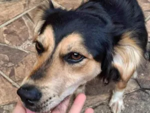 Cachorro raça SRD-ViraLata idade 1 ano nome Bela 