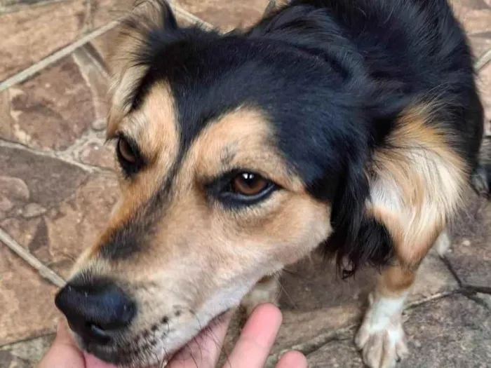 Cachorro ra a SRD-ViraLata idade 1 ano nome Bela 