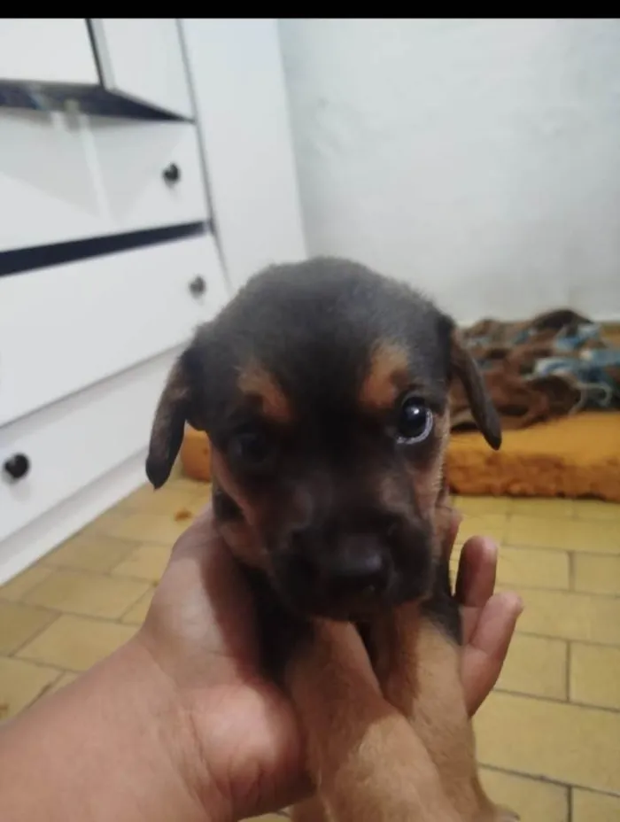 Cachorro ra a SRD-ViraLata idade Abaixo de 2 meses nome Não tem nome ainda!