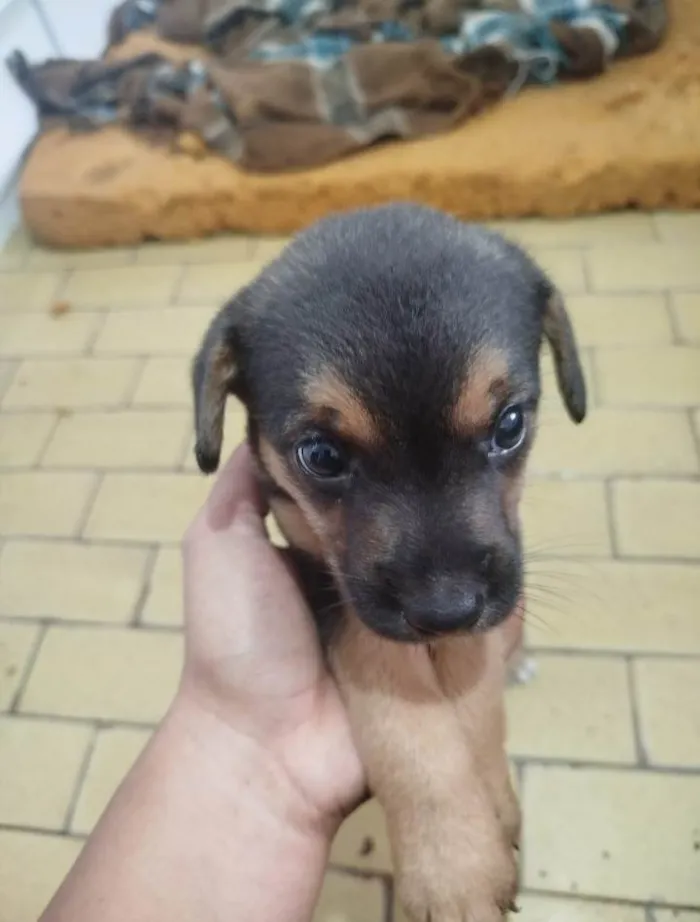 Cachorro ra a SRD-ViraLata idade Abaixo de 2 meses nome Não tem nome ainda!