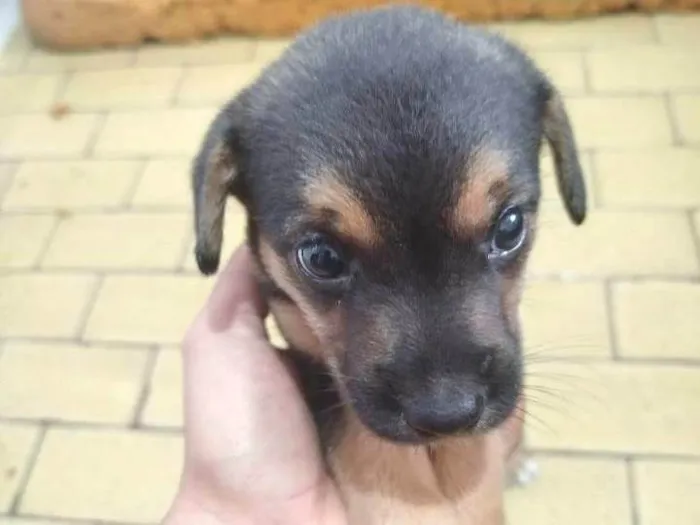 Cachorro ra a SRD-ViraLata idade Abaixo de 2 meses nome Não tem nome ainda!