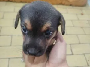 Cachorro raça SRD-ViraLata idade Abaixo de 2 meses nome Não tem nome ainda!