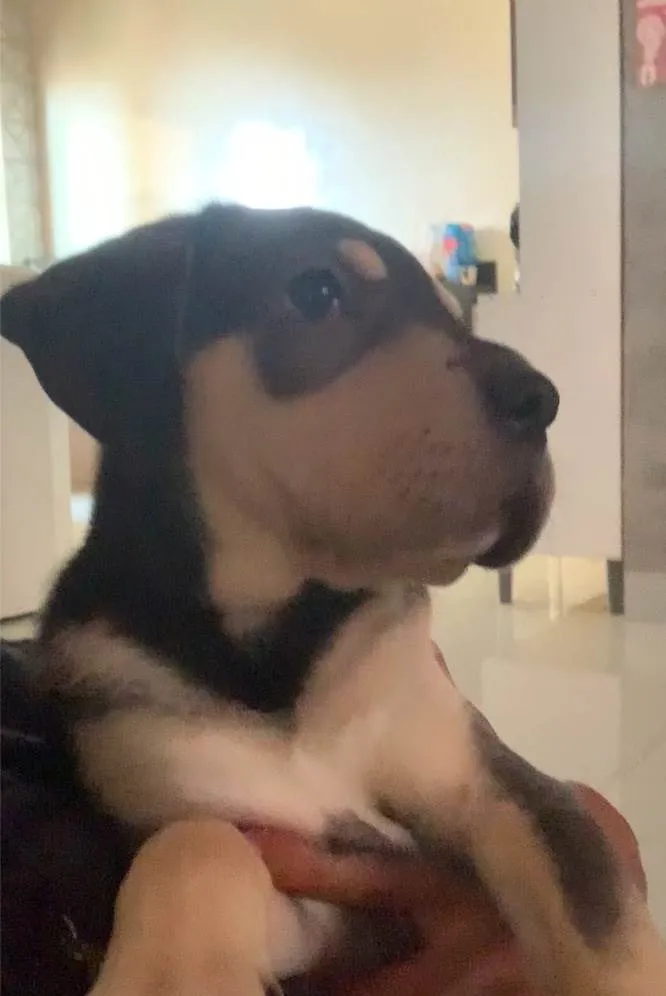 Cachorro ra a SRD-ViraLata idade Abaixo de 2 meses nome Zeus