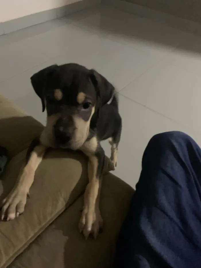 Cachorro ra a SRD-ViraLata idade Abaixo de 2 meses nome Zeus