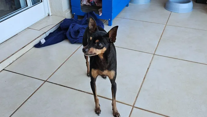 Cachorro ra a Pinscher idade 6 ou mais anos nome Sofia