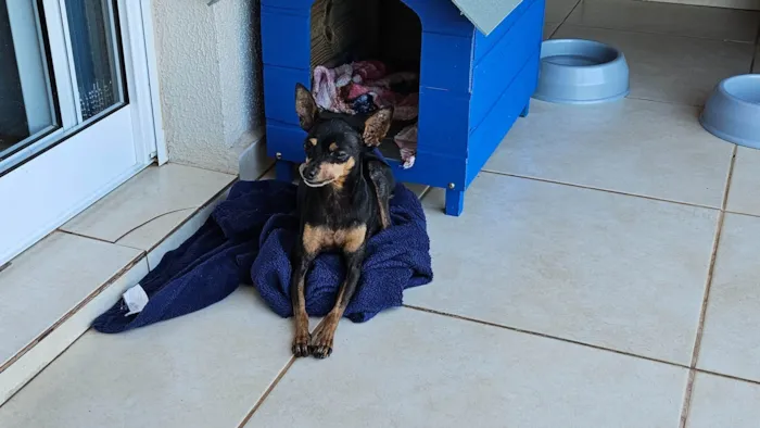 Cachorro ra a Pinscher idade 6 ou mais anos nome Sofia