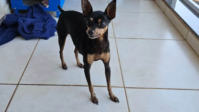 Cachorro ra a Pinscher idade 6 ou mais anos nome Sofia